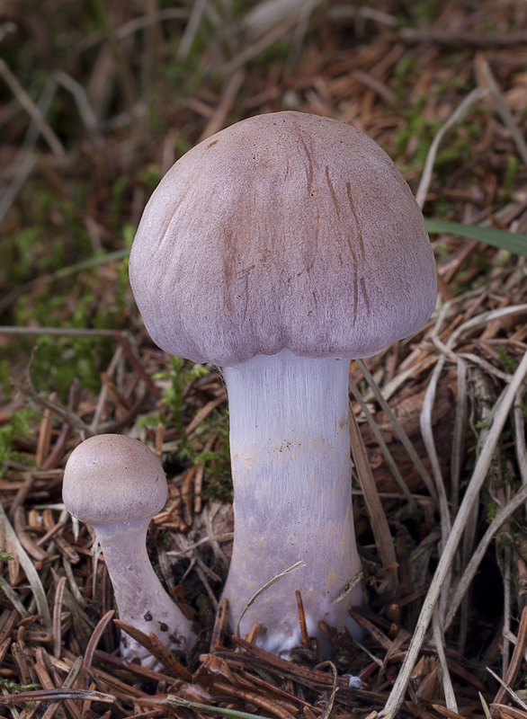 Cortinarius anomalus